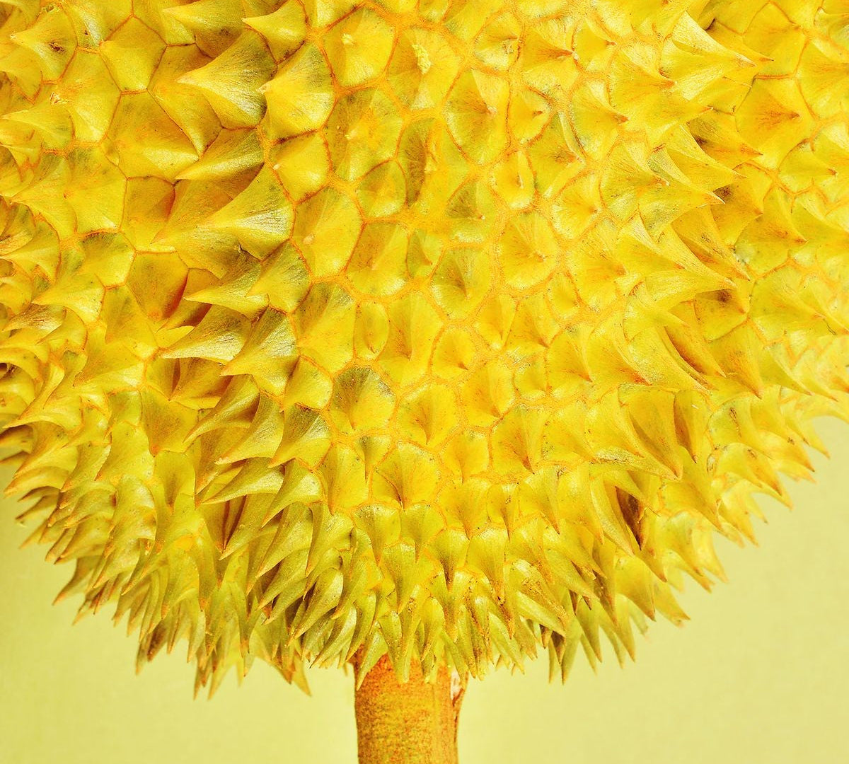 Durian in Skincare? The Malaysian Fruit Finding Its Way Into Beauty
